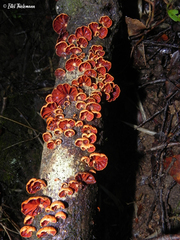 Anthracophyllum discolor