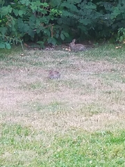 Oryctolagus cuniculus