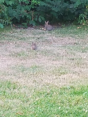 Oryctolagus cuniculus