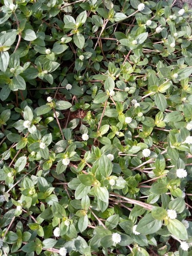 prostrate globe-amaranth