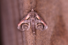 Paectes oculatrix