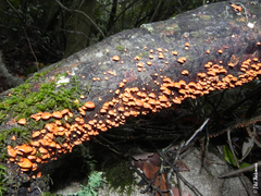 Anthracophyllum discolor