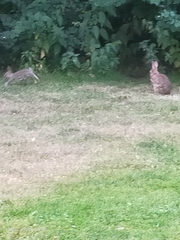 Oryctolagus cuniculus