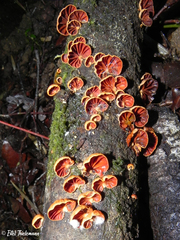 Anthracophyllum discolor