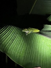Agalychnis annae