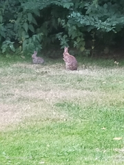 Oryctolagus cuniculus