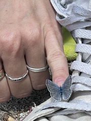 Plebejus anna