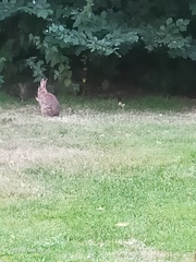 Oryctolagus cuniculus