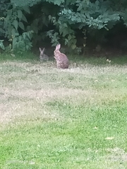 Oryctolagus cuniculus