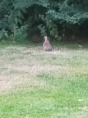 Oryctolagus cuniculus