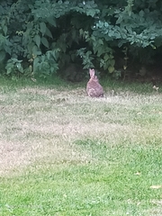 Oryctolagus cuniculus