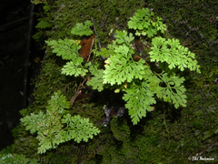 Asplenium dareoides