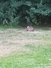 Oryctolagus cuniculus