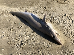 Galeorhinus galeus
