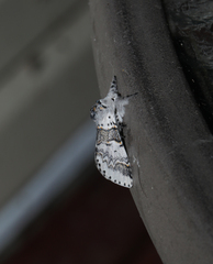 Furcula occidentalis