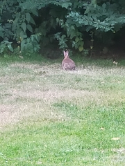 Oryctolagus cuniculus