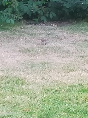 Oryctolagus cuniculus