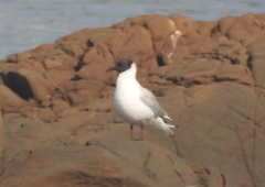 Chroicocephalus ridibundus