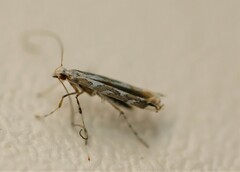 Acrocercops albinatella