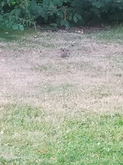 Oryctolagus cuniculus