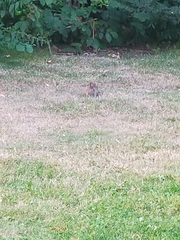 Oryctolagus cuniculus