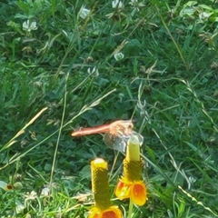 Sympetrum semicinctum