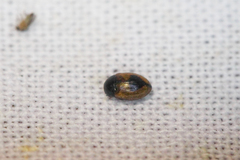 Cercyon unipunctatus