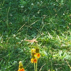 Sympetrum semicinctum