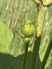 Euschistus variolarius