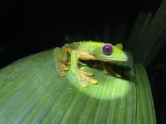 Agalychnis annae