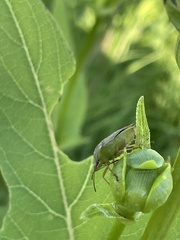 Euschistus variolarius