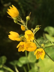 Lysimachia vulgaris