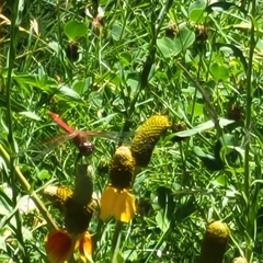 Sympetrum semicinctum