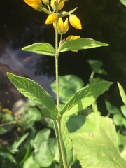 Lysimachia vulgaris