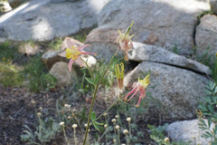 Aquilegia pubescens