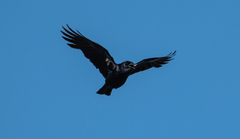 Corvus imparatus