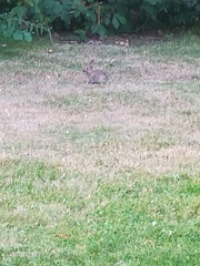 Oryctolagus cuniculus