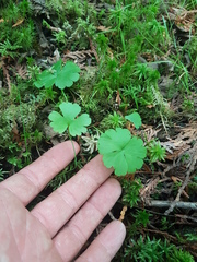 Ranunculus lapponicus