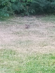 Oryctolagus cuniculus