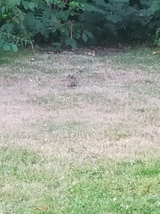 Oryctolagus cuniculus