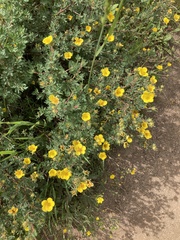 Dasiphora fruticosa