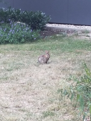 Oryctolagus cuniculus