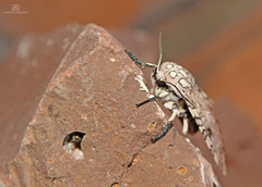 Hypercompe abdominalis