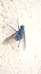 Satyramoeba hetrusca