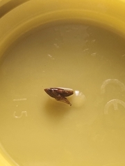 Errhomenus brachypterus