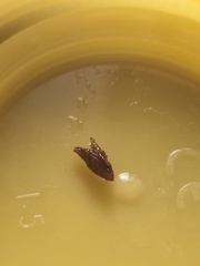 Errhomenus brachypterus