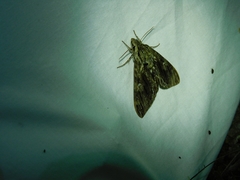 Ceratomia undulosa
