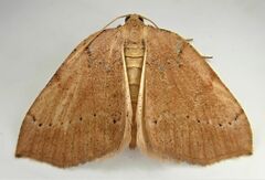 Sestra humeraria