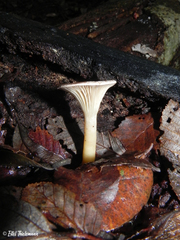 Clitocybula dusenii