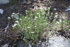 Leptosiphon pachyphyllus